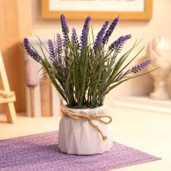 Лаванда в Караганде