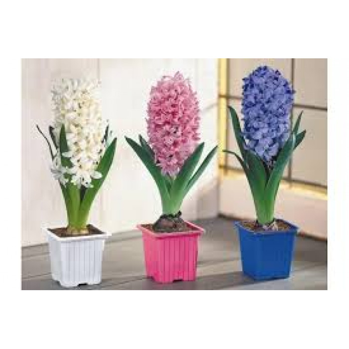 Гиацинты в Караганде