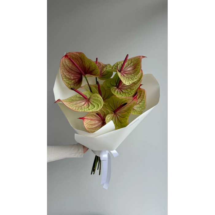 Антуриумы в Караганде