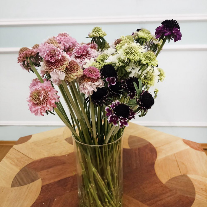 Скобиоза в Караганде