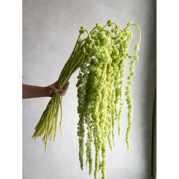 Амарантус в Караганде