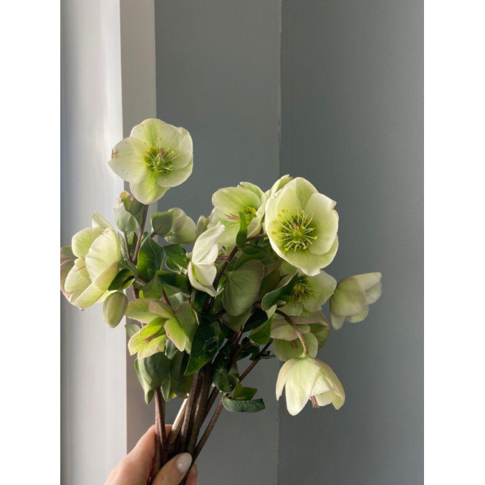 Хелеборус в Караганде