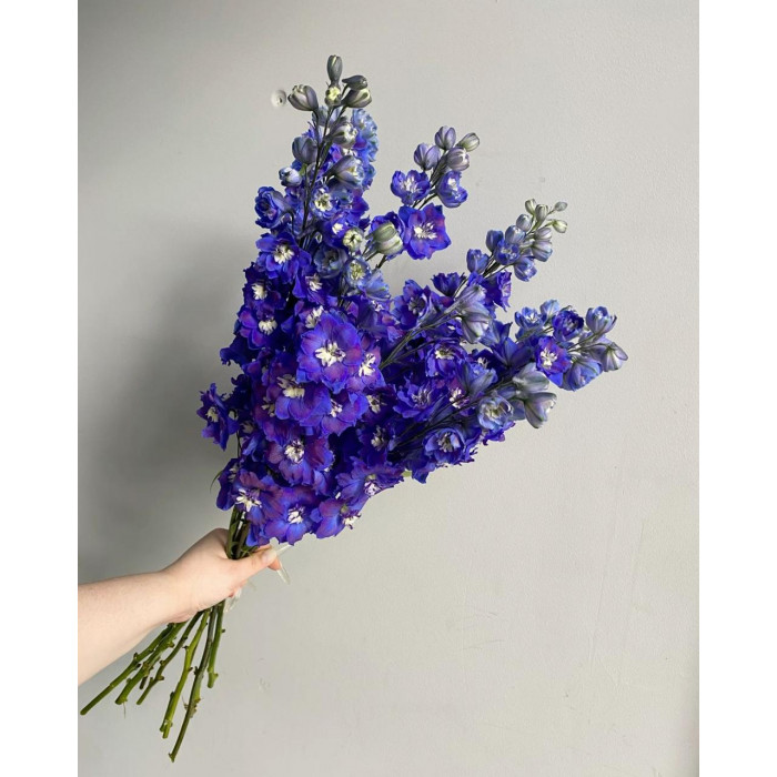 Делфиниум в Караганде