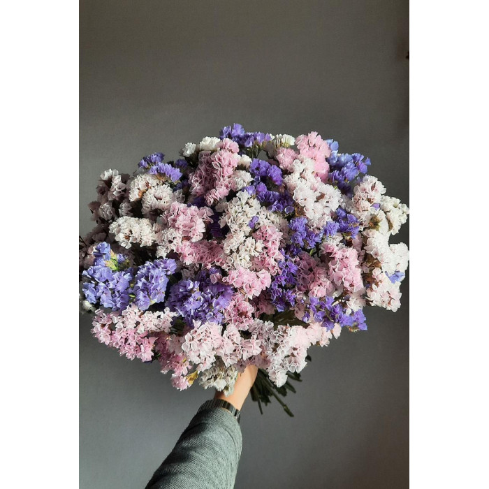 Статица (Лимониум) в Караганде