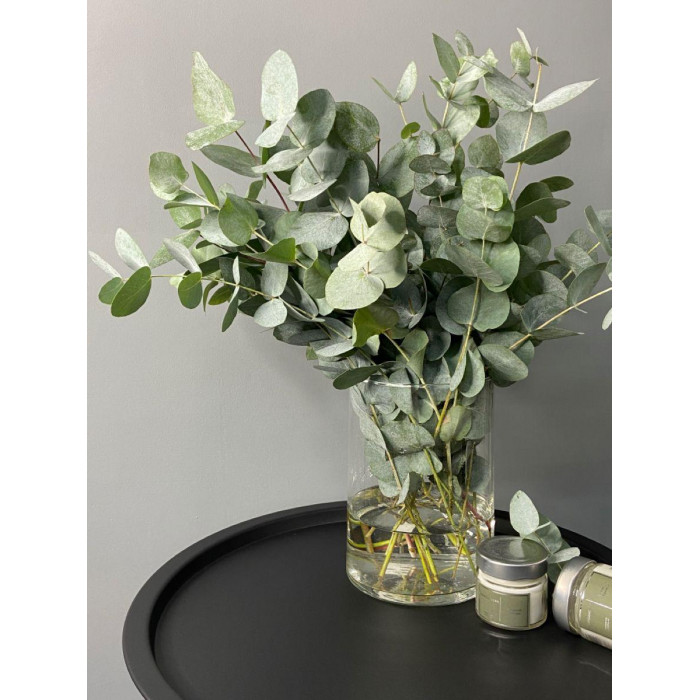 Эвкалипт в Караганде