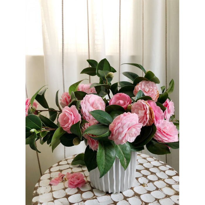 Камелия в Караганде