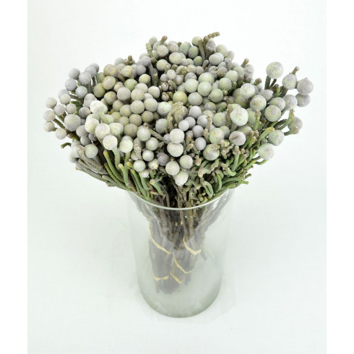 Бруния в Караганде