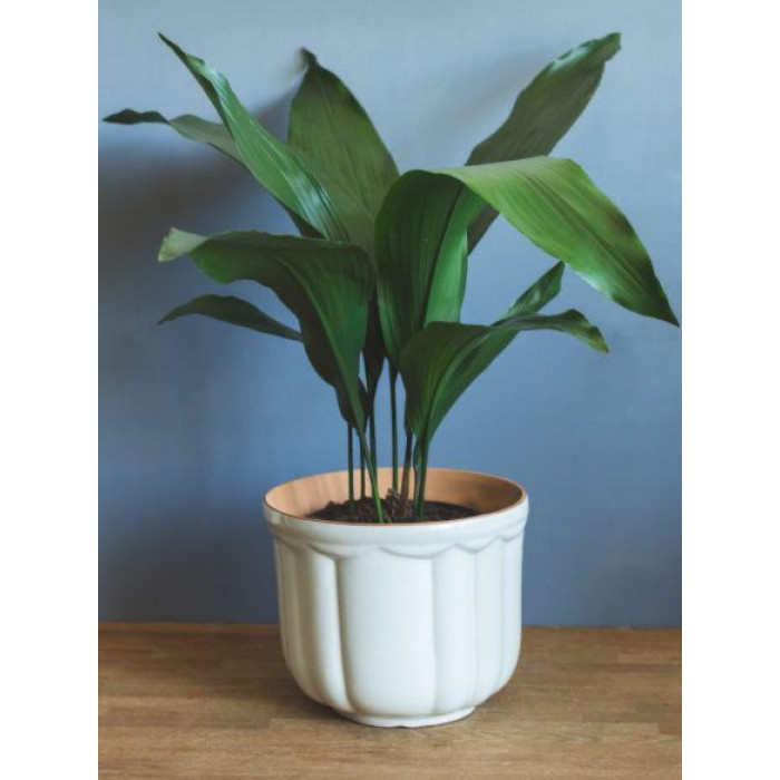 Аспидистра в Караганде