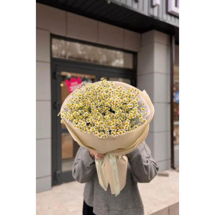 Танацетум в Караганде