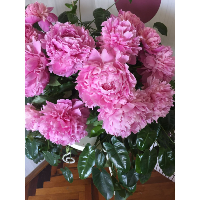 Пион древовидный в Караганде