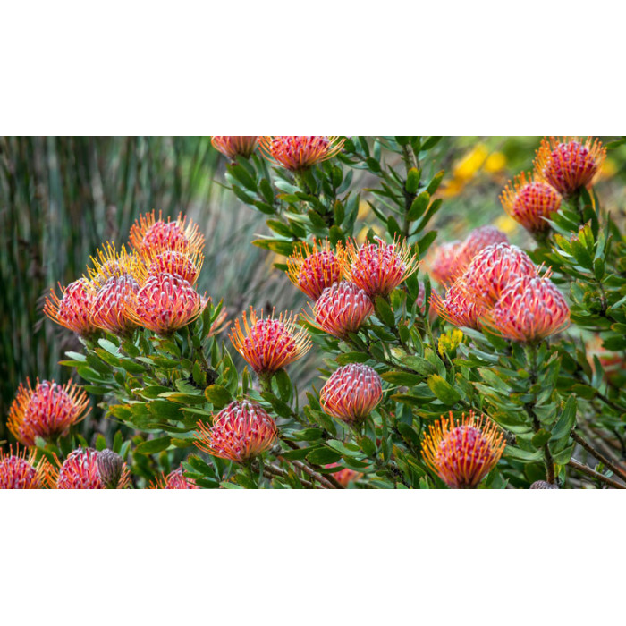 Леукоспермум в Караганде