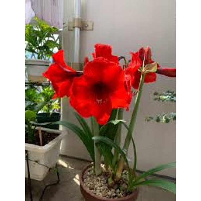 Амариллис в Караганде