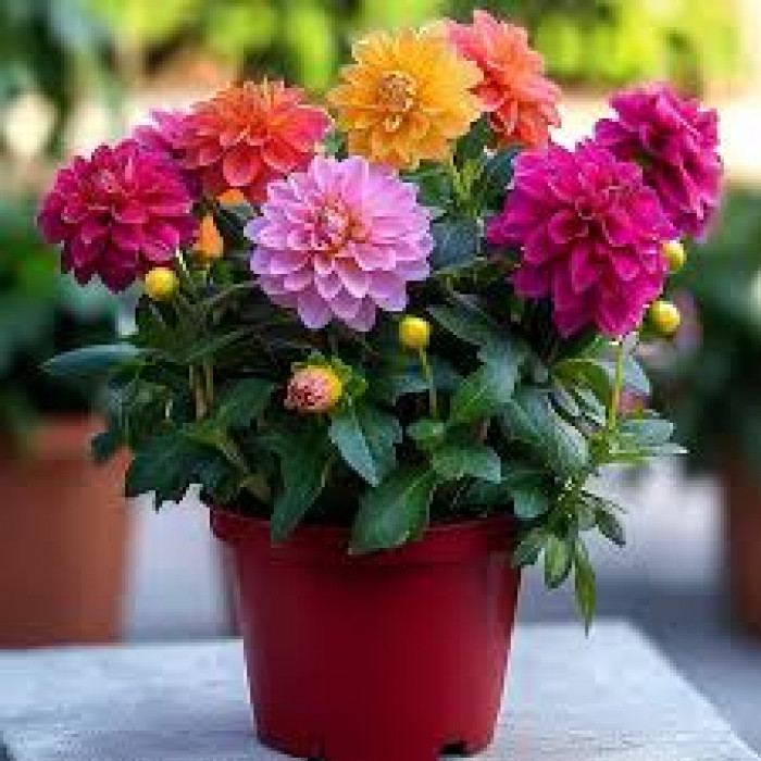 Георгины в Караганде