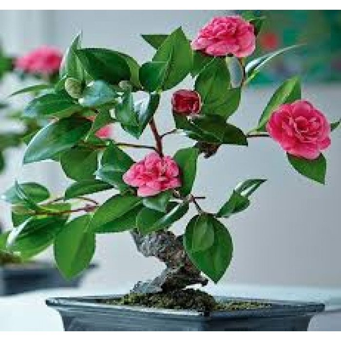 Камелия в Караганде