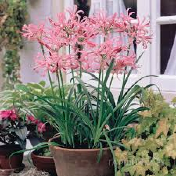 Нерине в Караганде