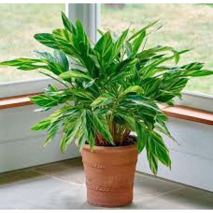 Альпиния в Караганде