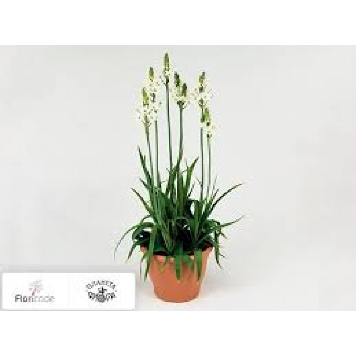 Орнитогалум в Караганде