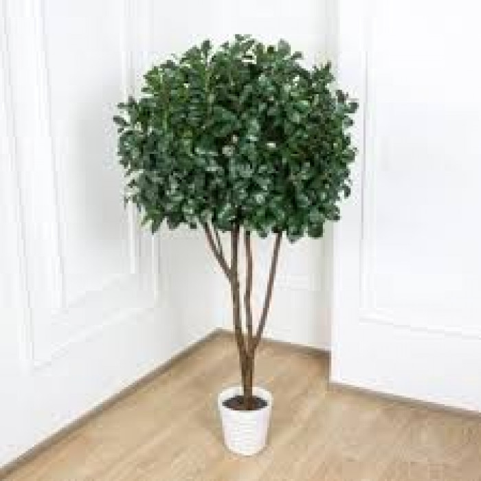 Рускус в Караганде